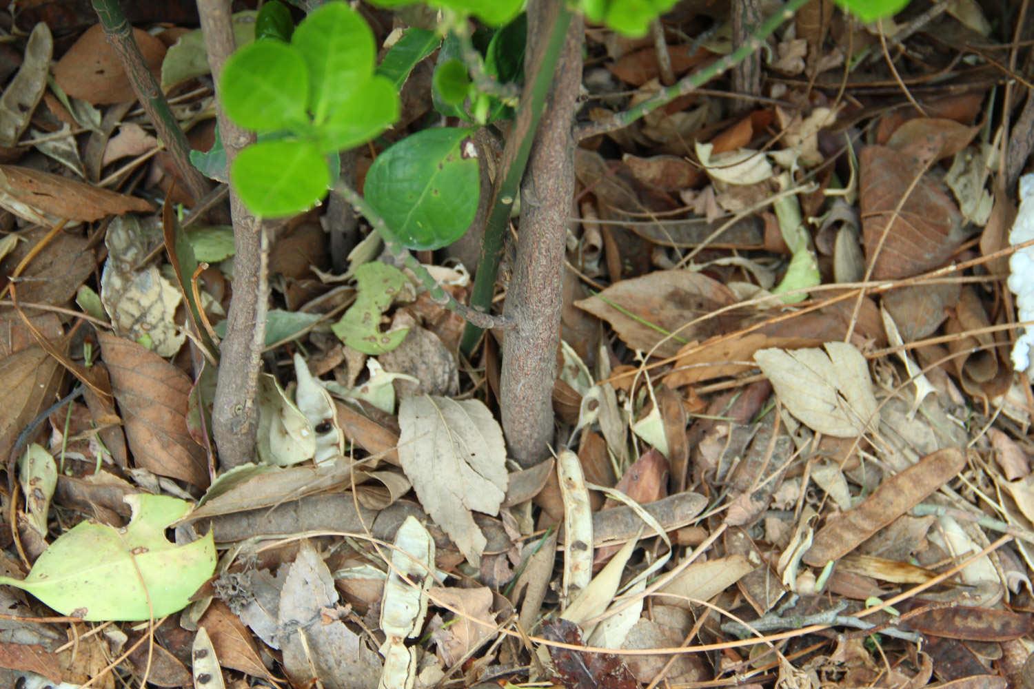 Big-leaved Boxwood