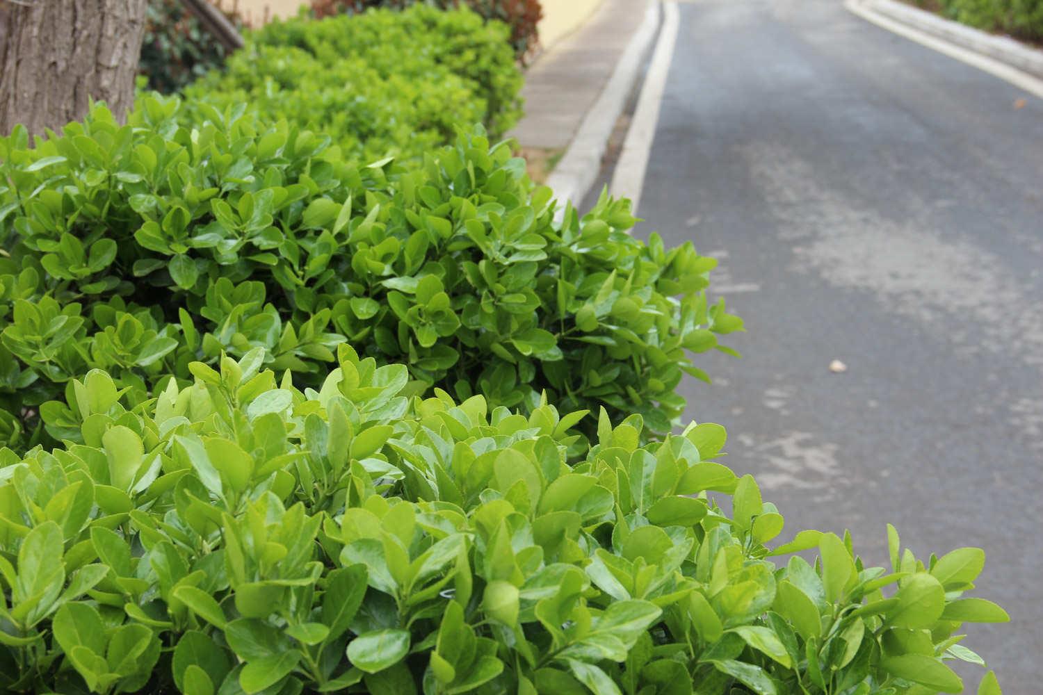 Big-leaf boxwood