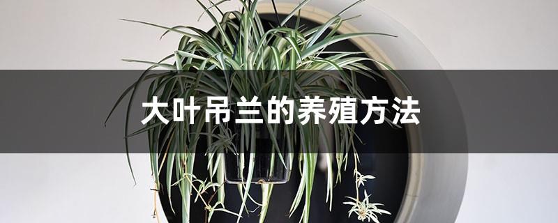 Cultivation methods of Spider Plant