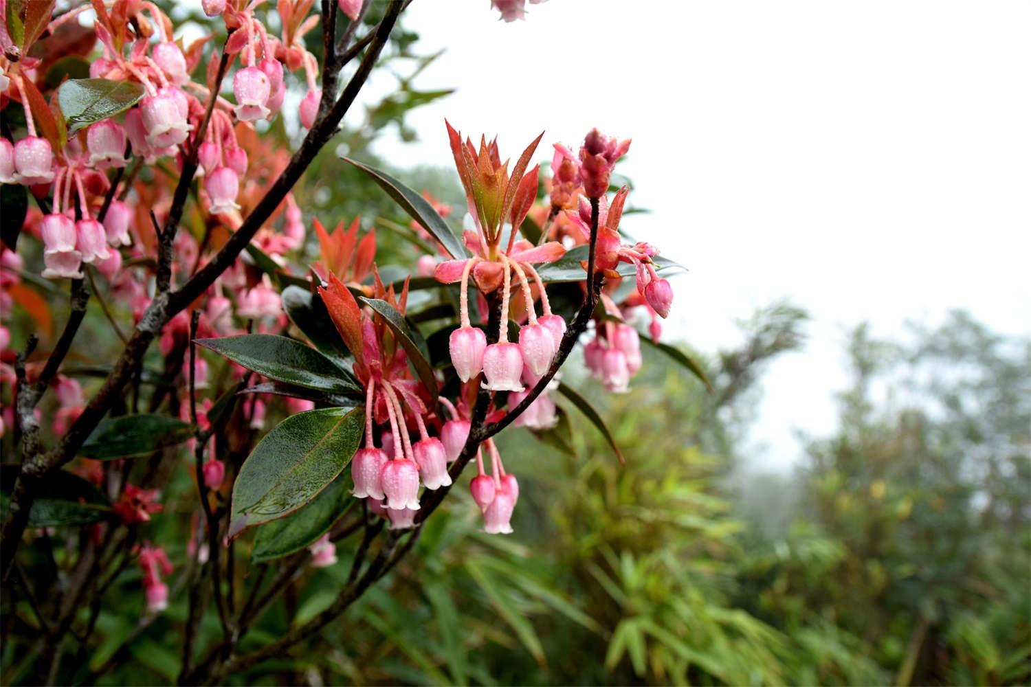 Bell Flower