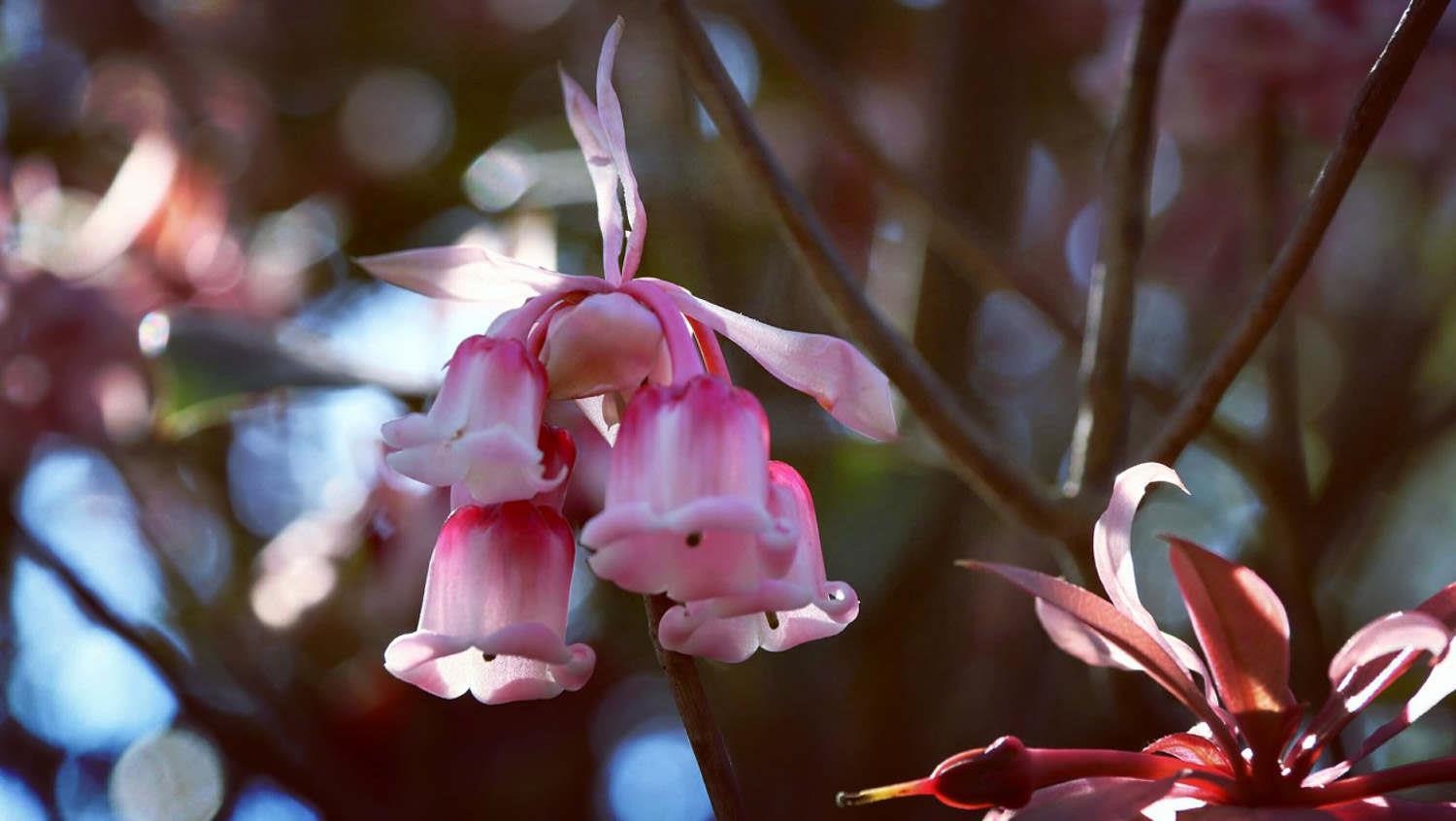 Bell Flower