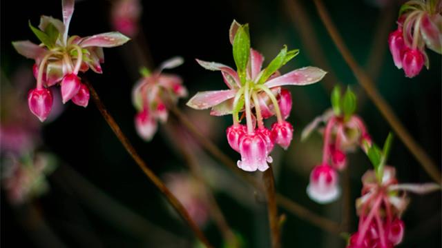 How to breed bellflowers