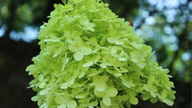 How to breed Hydrangea cone