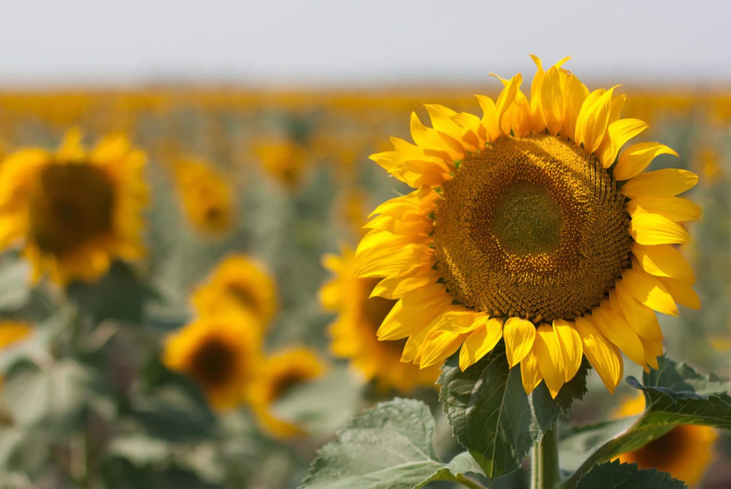 Sunflower