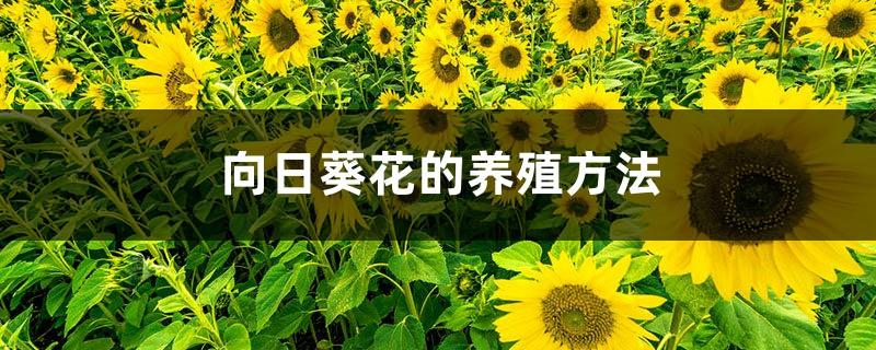 Cultivation methods of sunflower flowers