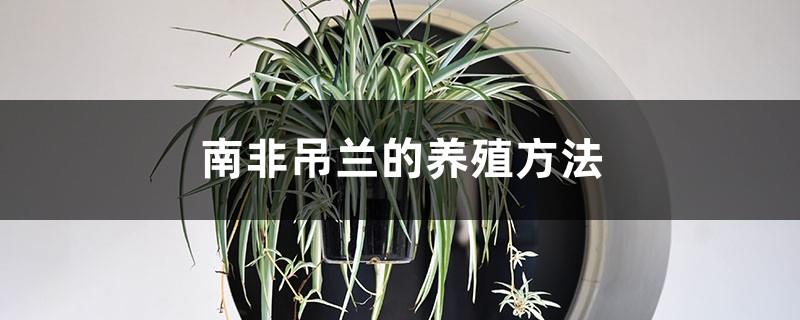 How to breed South African spider plants