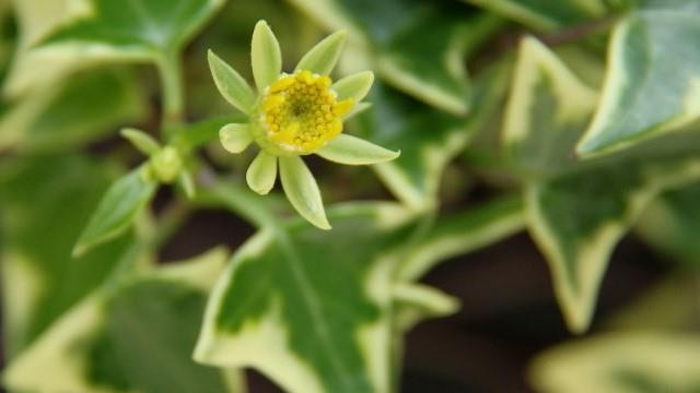 Cultivation methods of chrysanthemum