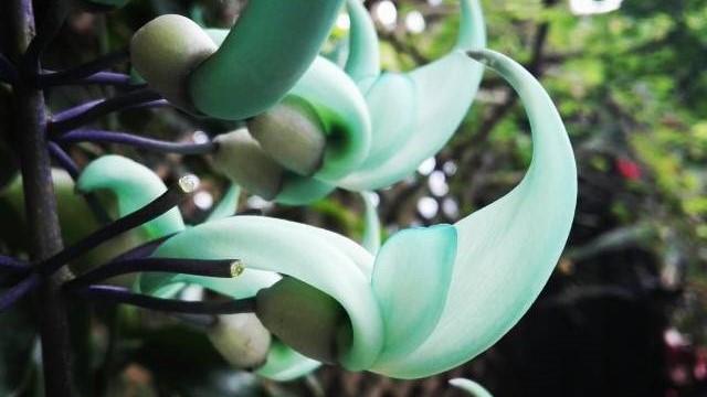 Cultivation methods of green jade vine