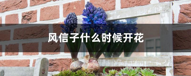 When do hyacinths bloom