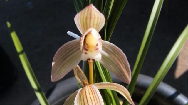 The breeding method of lotus petal orchid