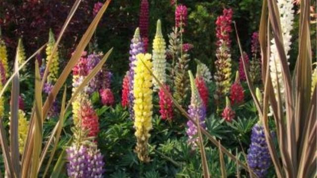 Foxglove cultivation methods