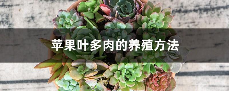 Cultivation method of succulent apple leaves