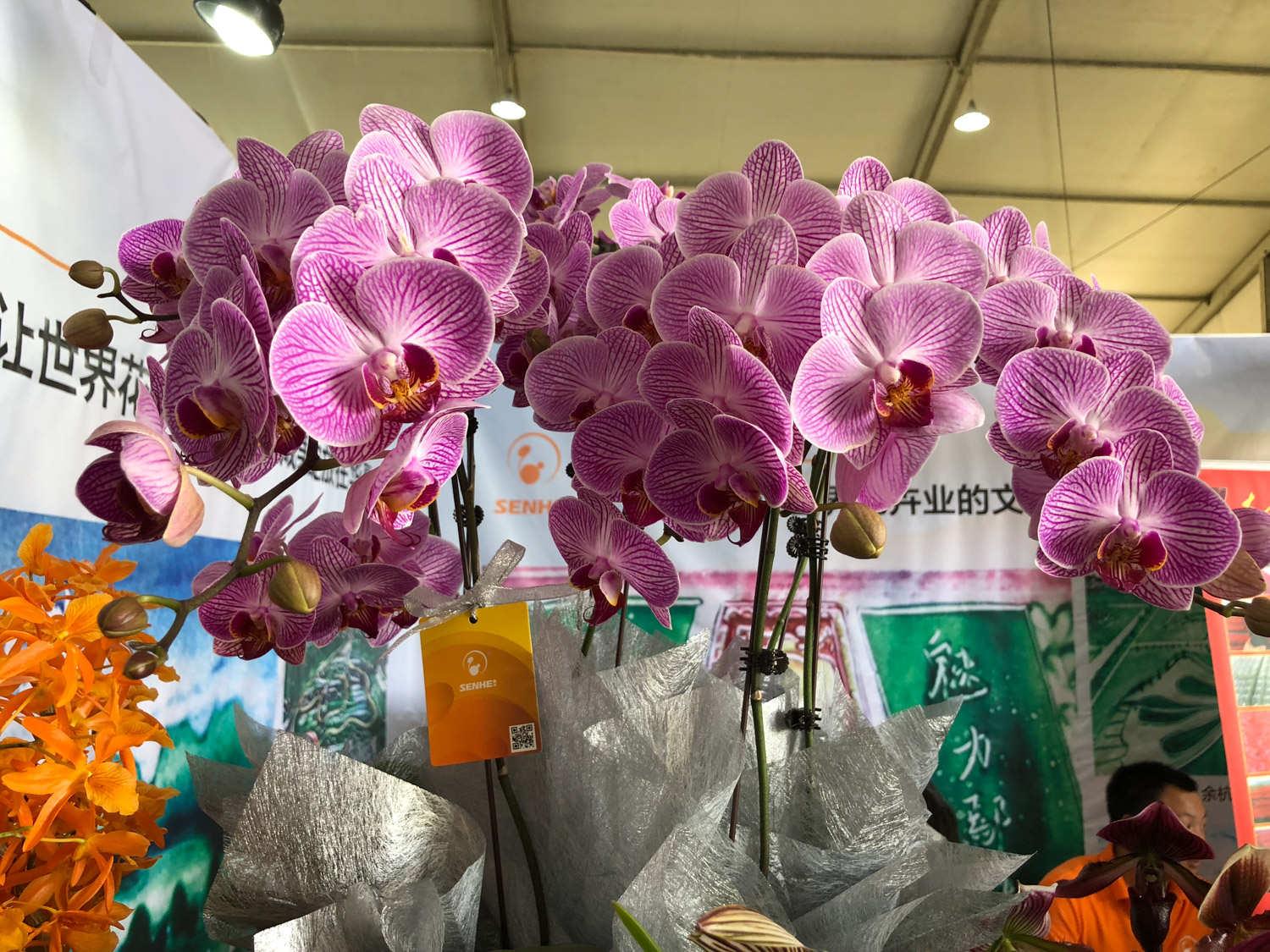 Phalaenopsis