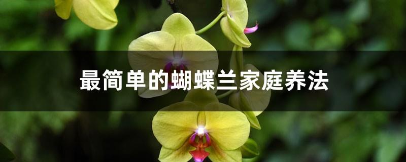 The simplest way to raise Phalaenopsis at home