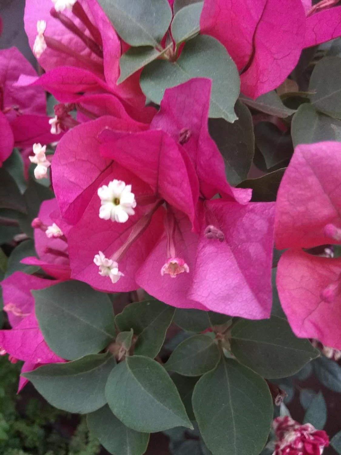 Bougainvillea