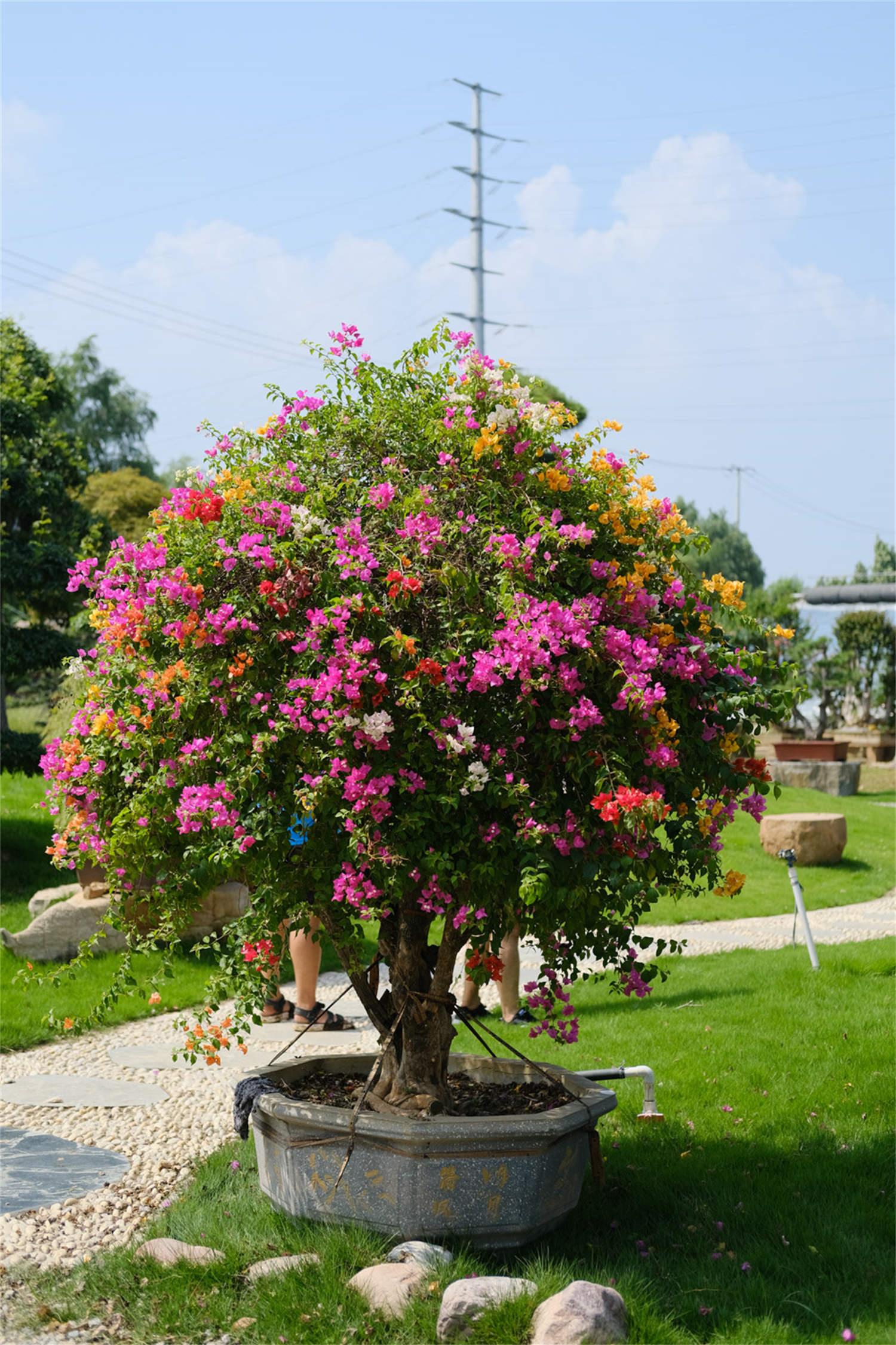 Bougainvillea