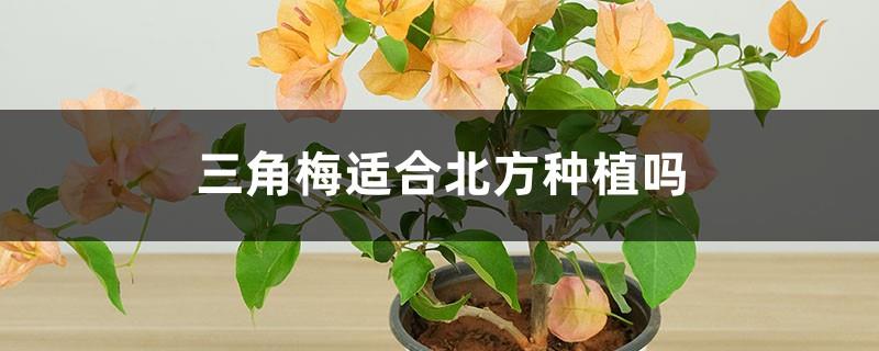 Is Bougainvillea suitable for planting in the north