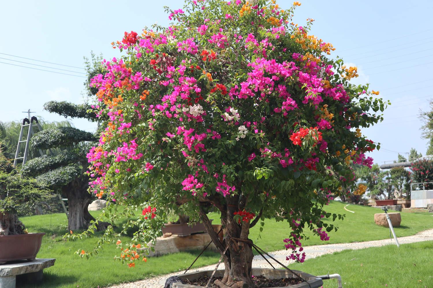 Bougainvillea