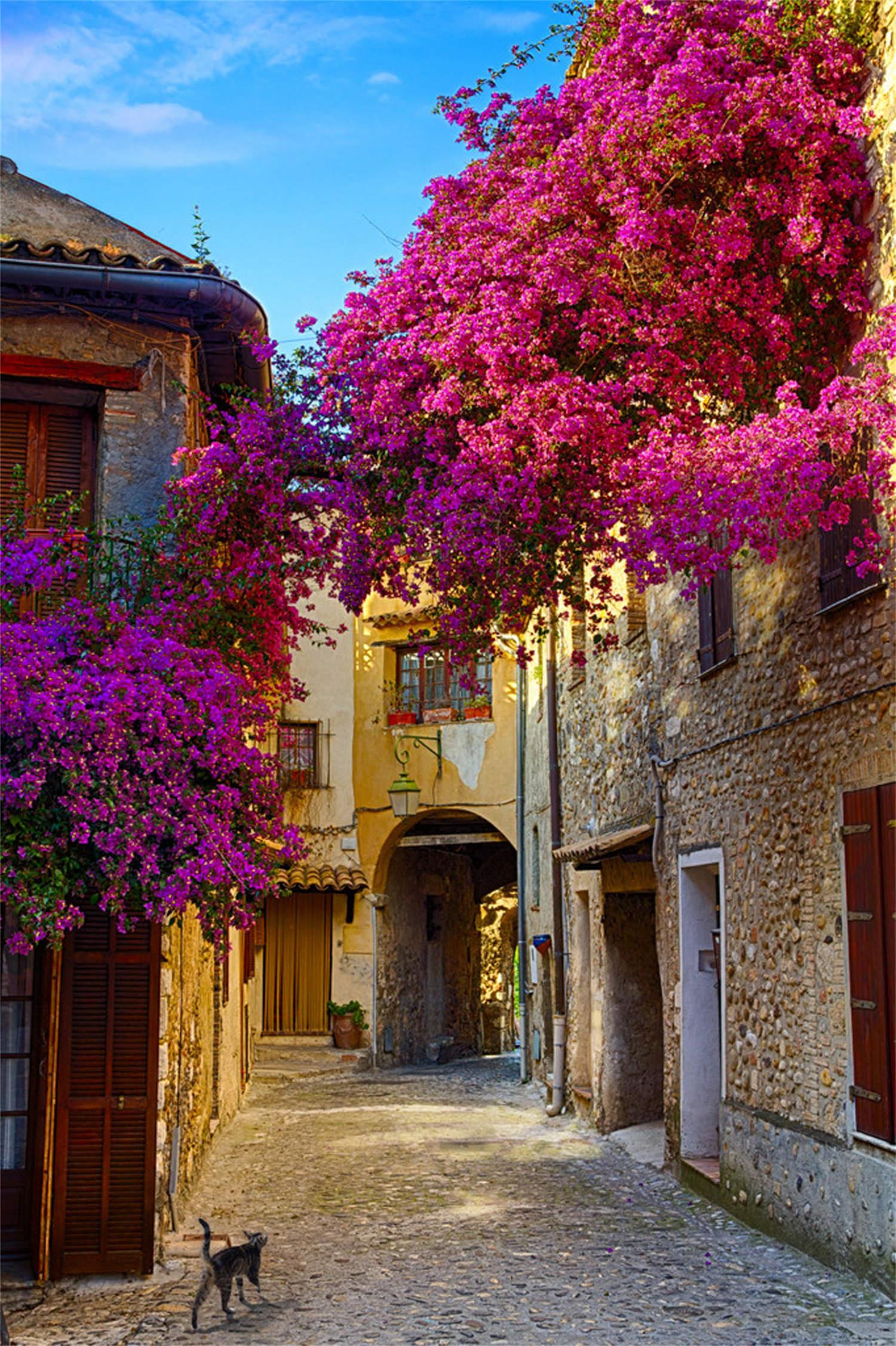 Bougainvillea