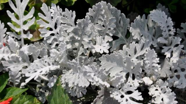 Cultivation methods of snow leaf chrysanthemum