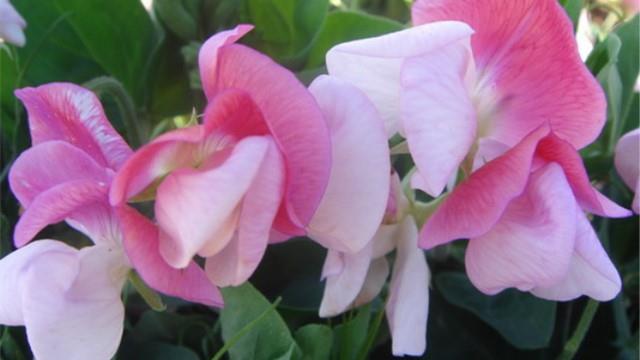 How to breed sweet peas