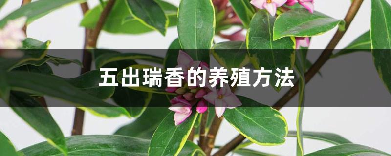 Cultivation methods of Daphne quinquefolium