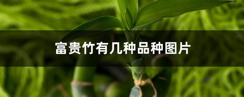 Pictures of several varieties of lucky bamboo