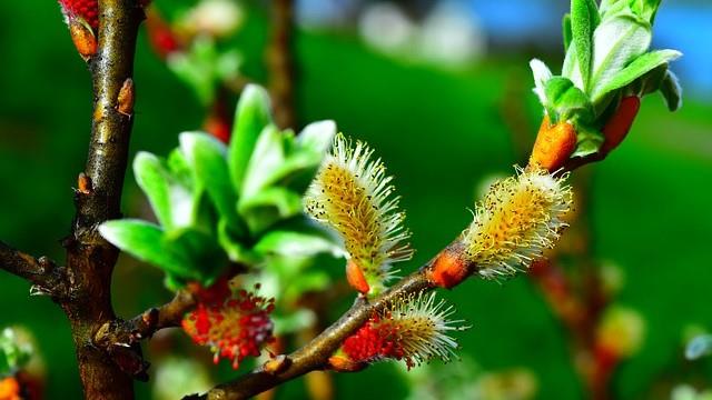 Cultivation methods of pussy willow