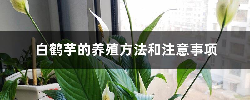 Spathiphyllum cultivation methods and precautions