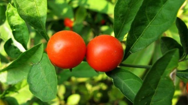 Coral Cherry Cultivation Method