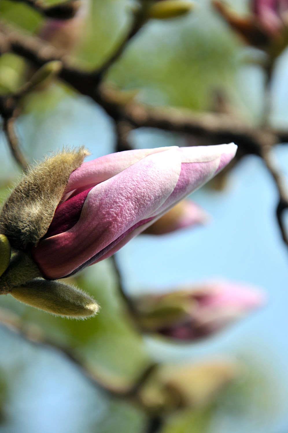 Magnolia