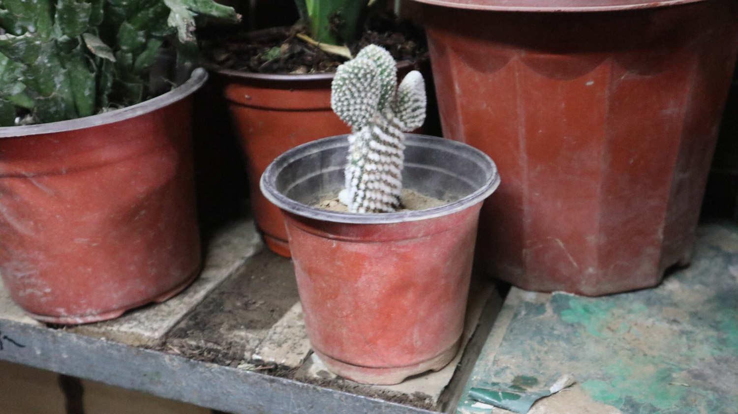 Cactus