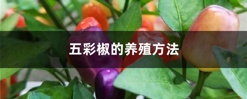 How to breed colorful peppers