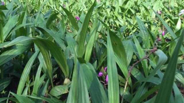 Bletilla striata seedling price