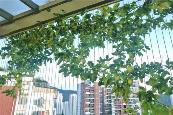 The creeping vines are blooming and bearing fruit, plant one in summer and the small balcony will become an orchard!