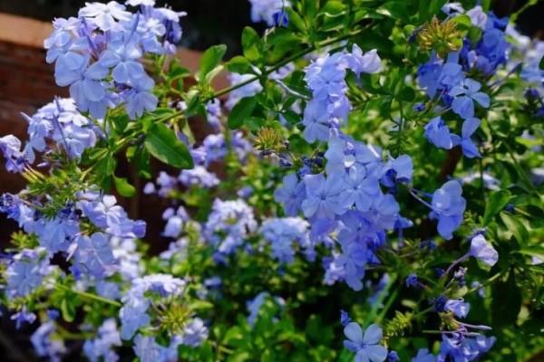 Tired of seeing the bright red and purple flowers, 6 kinds of peerless ice blue flowers, just plant one and you will be cool all summer!