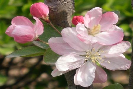 Peach Blossom