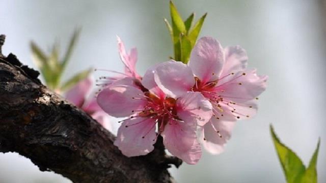 The difference between mountain peaches and peach blossoms