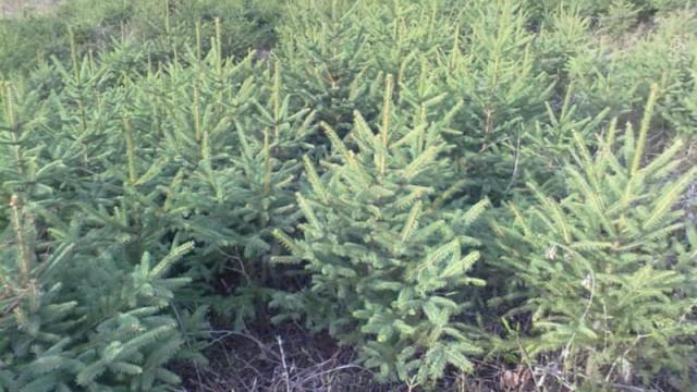 Spruce farming methods