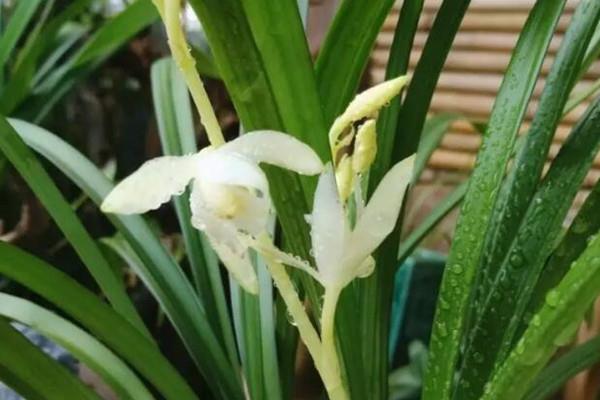 Flowers bloom for 5 months, a flowering machine with long standby time, every family needs a pot!