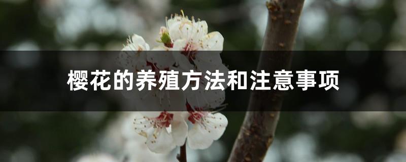 Sakura cultivation methods and precautions