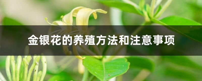 Honeysuckle cultivation methods and precautions