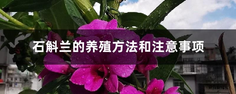 Dendrobium orchid cultivation methods and precautions