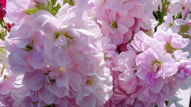 The difference between snapdragons and violets