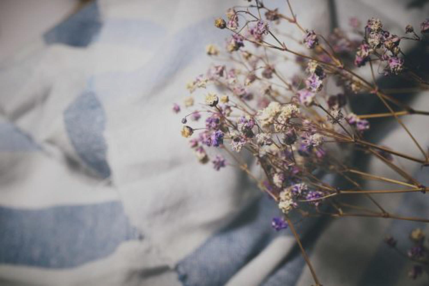 Gypsophila