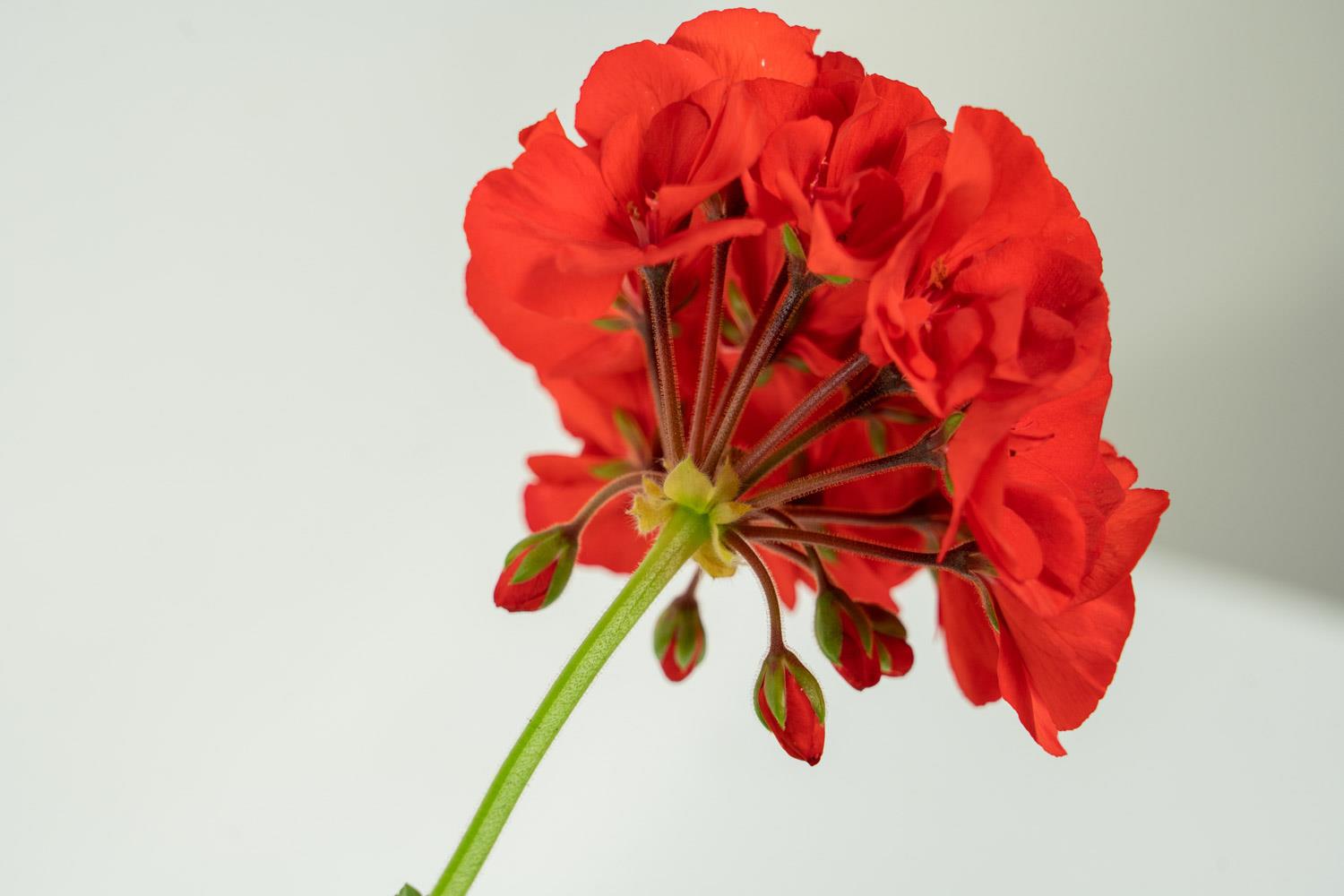 Geranium