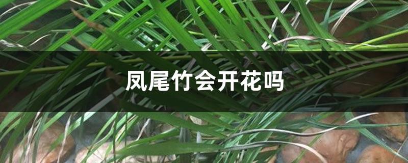 Will the phoenix bamboo bloom?