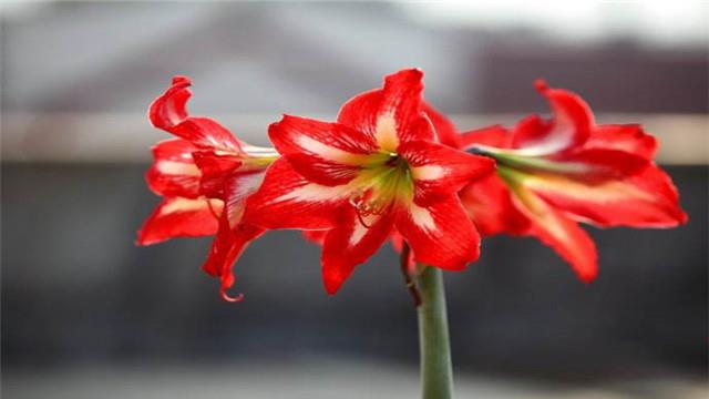 Orchid breeding methods and precautions