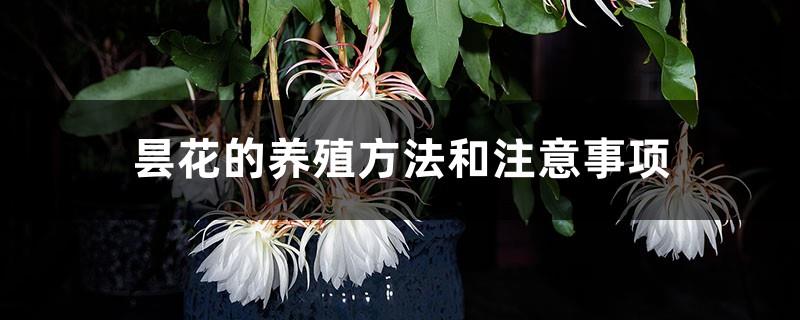 Cultivation methods and precautions for Epiphyllum