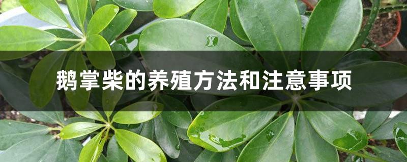 The breeding methods and precautions of Schefflera